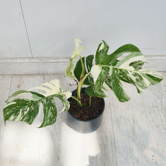 40 - 50cm Variegated Monstera Albo 17cm Pot House Plant (Choose Your Own)