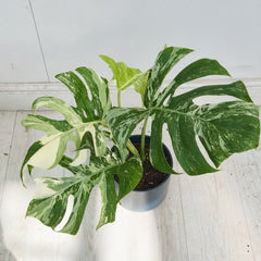 40 - 50cm Variegated Monstera Albo 17cm Pot House Plant (Choose Your Own)