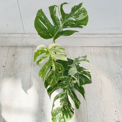 40 - 50cm Variegated Monstera Albo 17cm Pot House Plant (Choose Your Own)