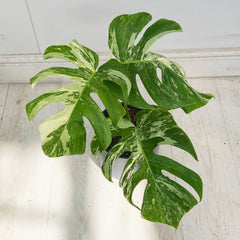 40 - 50cm Variegated Monstera Albo 17cm Pot House Plant (Choose Your Own)