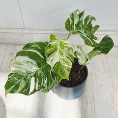40 - 50cm Variegated Monstera Albo 17cm Pot House Plant (Choose Your Own)
