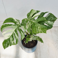 40 - 50cm Variegated Monstera Albo 17cm Pot House Plant (Choose Your Own)