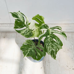 40 - 50cm Variegated Monstera Albo 17cm Pot House Plant (Choose Your Own)
