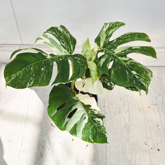 40 - 50cm Variegated Monstera Albo 17cm Pot House Plant (Choose Your Own)