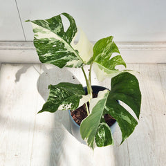 40 - 50cm Variegated Monstera Albo 17cm Pot House Plant (Choose Your Own)