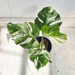 40 - 50cm Variegated Monstera Albo 17cm Pot House Plant (Choose Your Own)