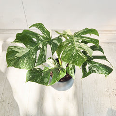 40 - 50cm Variegated Monstera Albo 17cm Pot House Plant (Choose Your Own)