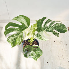 40 - 50cm Variegated Monstera Albo 17cm Pot House Plant (Choose Your Own)