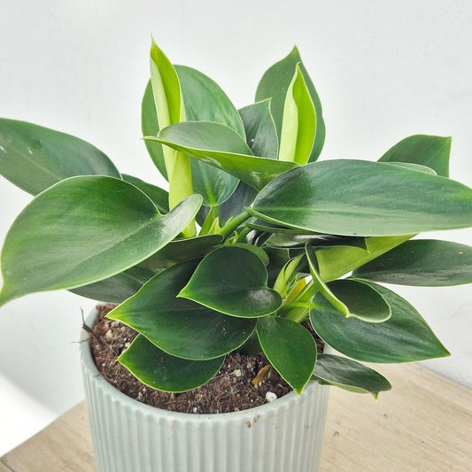20 - 30cm Philodendron Apple Green 12cm Pot