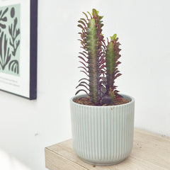 20 - 25cm Red Euphorbia Trigona Cactus 12cm Pot House Plant