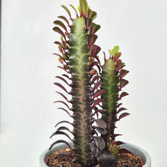 20 - 25cm Red Euphorbia Trigona Cactus 12cm Pot House Plant