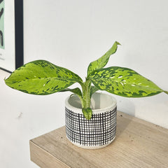 Dieffenbachia Crocodile House Plant 6cm Pot