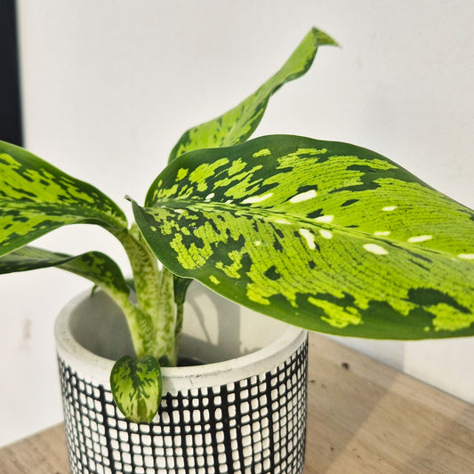 Dieffenbachia Crocodile House Plant 6cm Pot
