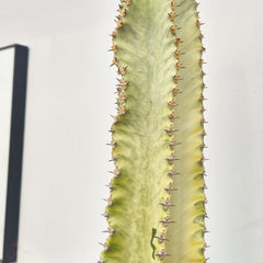 45 - 55cm Euphorbia Marmorata Variegated 17cm Pot House Plant