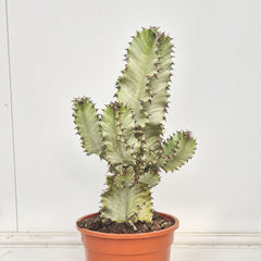 50 - 60cm Euphorbia Marmorata Variegated 21cm Pot House Plant