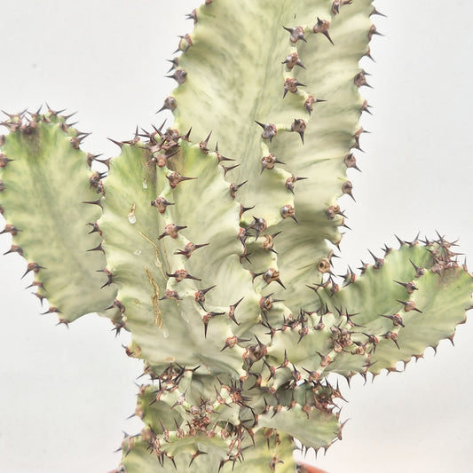 50 - 60cm Euphorbia Marmorata Variegated 21cm Pot House Plant