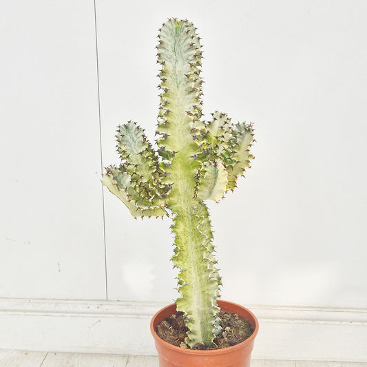60 - 80 cm Euphorbia Sieboldiana Erytrea Variegata Cactus House Plant 19cm Pot