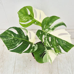 40 - 50cm Variegated Monstera Albo 17cm Pot House Plant (Choose Your Own)