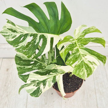 40 - 50cm Variegated Monstera Albo 17cm Pot House Plant (Choose Your Own)