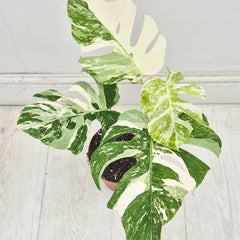 40 - 50cm Variegated Monstera Albo 17cm Pot House Plant (Choose Your Own)