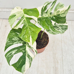 40 - 50cm Variegated Monstera Albo 17cm Pot House Plant (Choose Your Own)