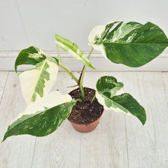 40 - 50cm Variegated Monstera Albo 17cm Pot House Plant (Choose Your Own)