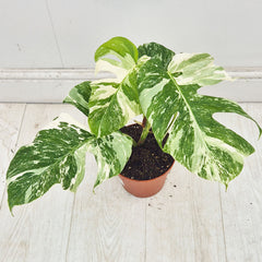 40 - 50cm Variegated Monstera Albo 17cm Pot House Plant (Choose Your Own)