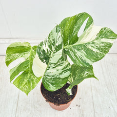 40 - 50cm Variegated Monstera Albo 17cm Pot House Plant (Choose Your Own)