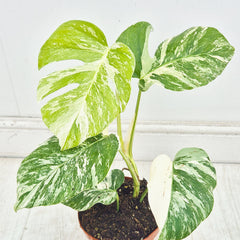 40 - 50cm Variegated Monstera Albo 17cm Pot House Plant (Choose Your Own)
