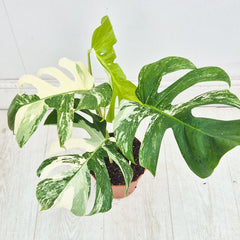 40 - 50cm Variegated Monstera Albo 17cm Pot House Plant (Choose Your Own)