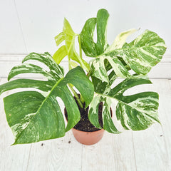 40 - 50cm Variegated Monstera Albo 17cm Pot House Plant (Choose Your Own)