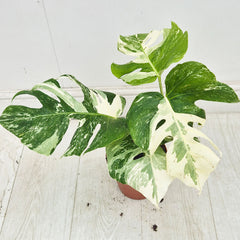 40 - 50cm Variegated Monstera Albo 17cm Pot House Plant (Choose Your Own)