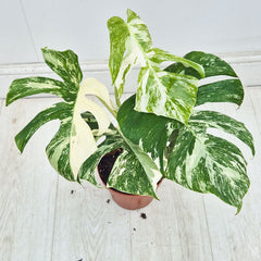 40 - 50cm Variegated Monstera Albo 17cm Pot House Plant (Choose Your Own)
