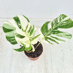 40 - 50cm Variegated Monstera Albo 17cm Pot House Plant (Choose Your Own)
