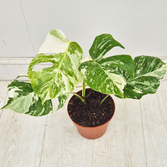 40 - 50cm Variegated Monstera Albo 17cm Pot House Plant (Choose Your Own)