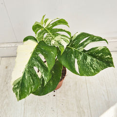 40 - 50cm Variegated Monstera Albo 17cm Pot House Plant (Choose Your Own)