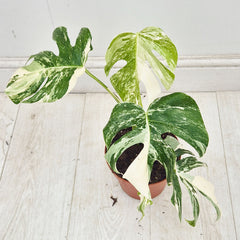 40 - 50cm Variegated Monstera Albo 17cm Pot House Plant (Choose Your Own)
