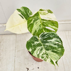 40 - 50cm Variegated Monstera Albo 17cm Pot House Plant (Choose Your Own)