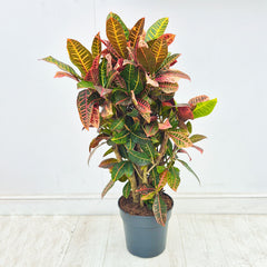 100 - 120cm Codiaeum Variegatum Petra Croton 27cm Pot House Plant