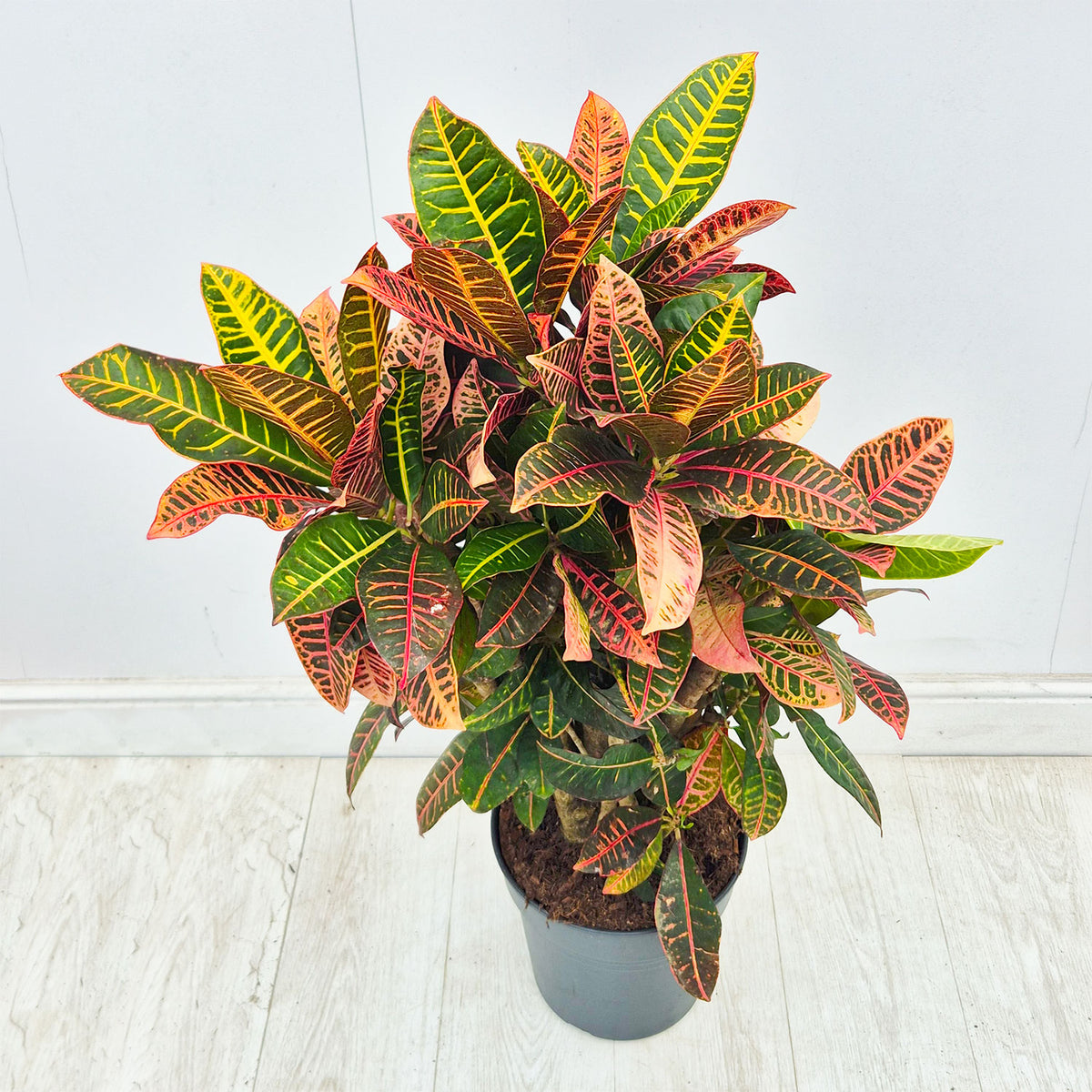 100 - 120cm Codiaeum Variegatum Petra Croton 27cm Pot House Plant
