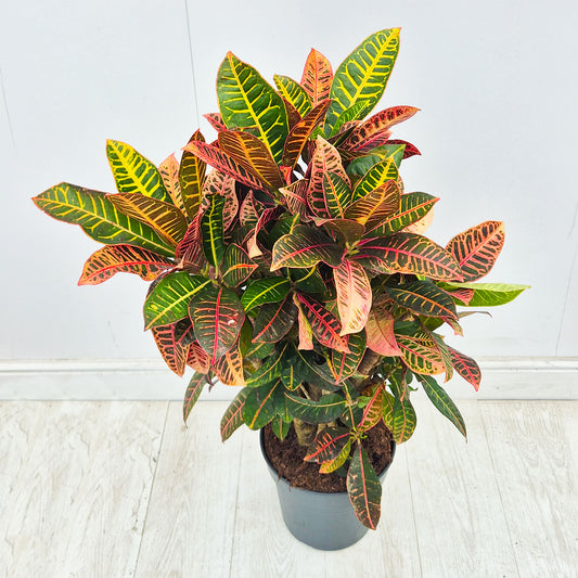 100 - 120cm Codiaeum Variegatum Petra Croton 27cm Pot House Plant