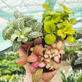 Colourful Fittonia (1 Plant) 8cm Pot House Plant