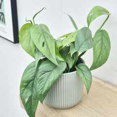 20 - 25cm Epipremnum Cebu Blue Pothos House Plant 12cm Pot