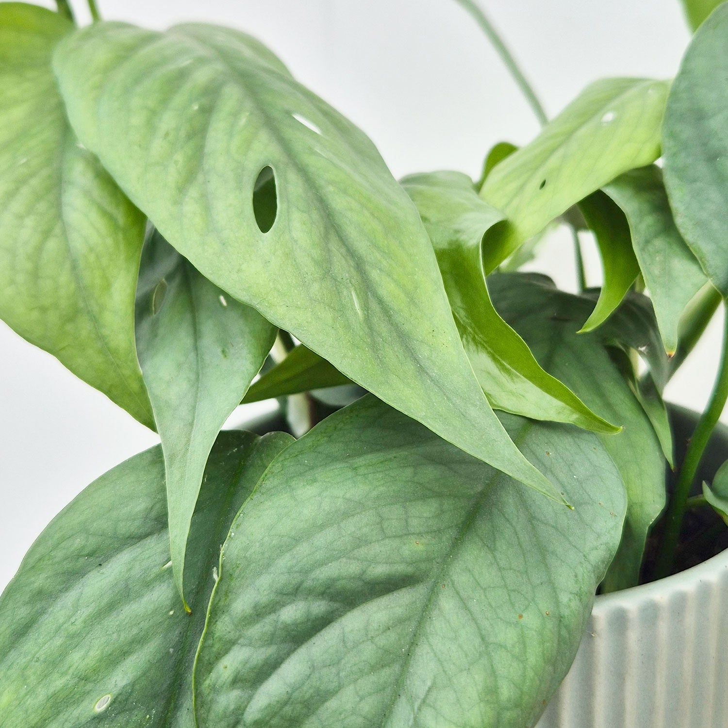 blue leaf indoor plant 20