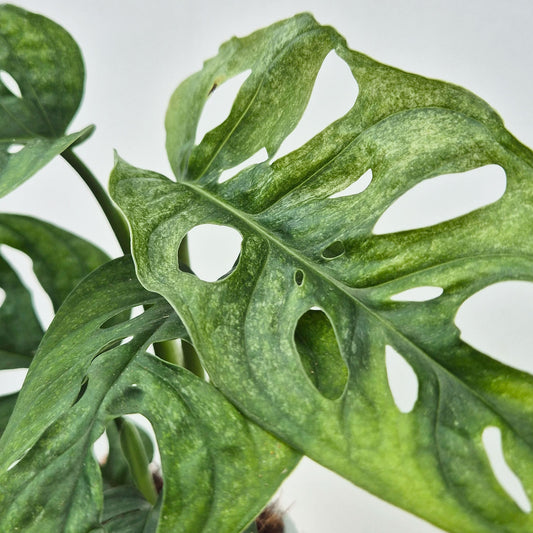 20-25cm Monstera Adansonii European Mint 12cm Pot House Plant