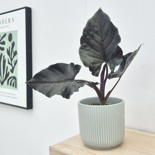 20-25cm Alocasia Antoro 12cm Pot House Plant
