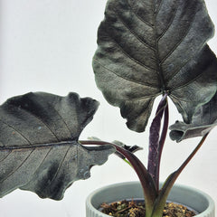 20-25cm Alocasia Antoro 12cm Pot House Plant
