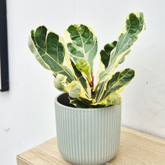 Variegated Ficus Lyrata House Plant 12cm Pot