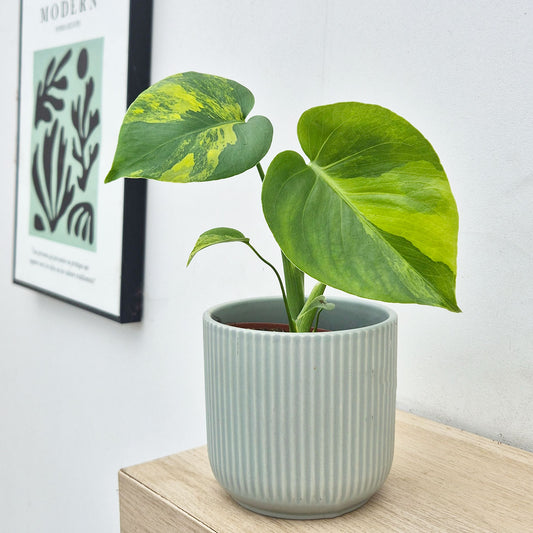 Aurea Monstera Deliciosa 10.5cm Pot Cheese House Plant