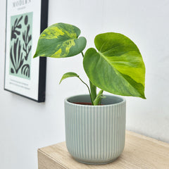 Aurea Monstera Deliciosa 10.5cm Pot Cheese House Plant